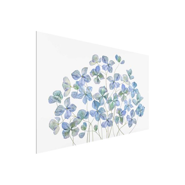 Wandbilder Blumen Blaue Hortensienblüten