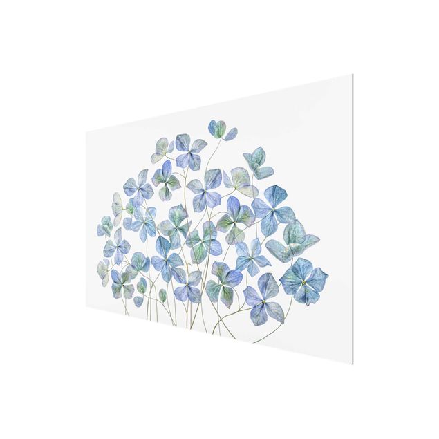 Wandbilder Blaue Hortensienblüten