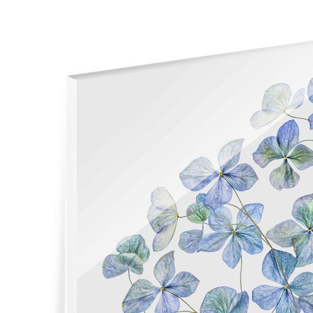 Bilder auf Glas Blaue Hortensienblüten