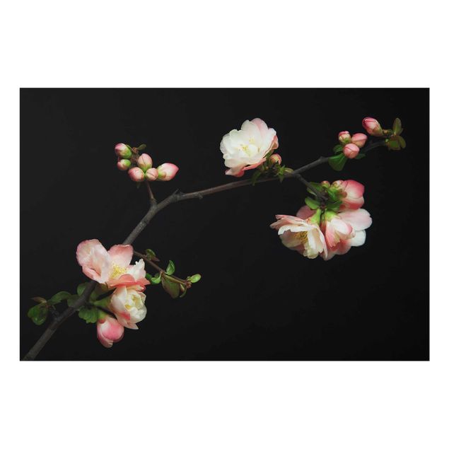 Bilder Blütenzweig Apfelbaum