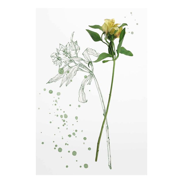 Bilder Botanisches Aquarell - Lilie