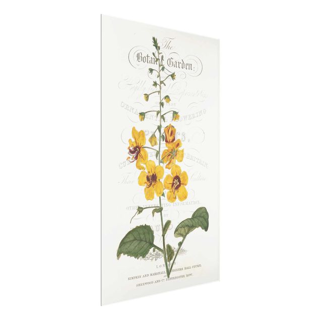 Wandbilder Blumen Botanisches Tableau - Königskerze