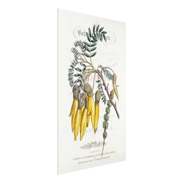 Wandbilder Blumen Botanisches Tableau - Schnurbaum
