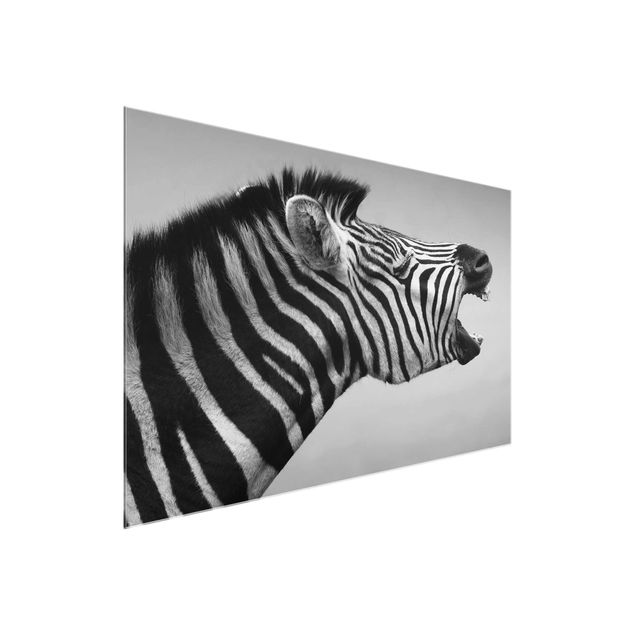 Glasbilder Tiere Brüllendes Zebra II