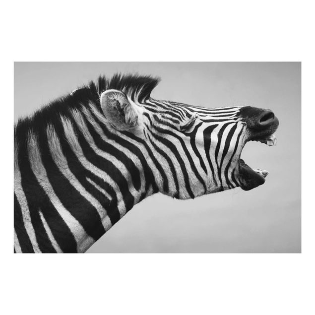 Wandbilder Afrika Brüllendes Zebra II