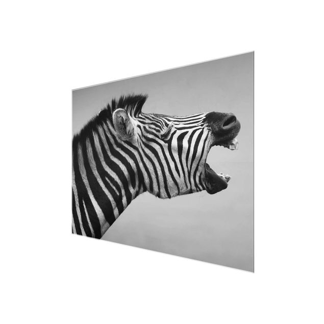 Wandbilder Schwarz-Weiß Brüllendes Zebra II