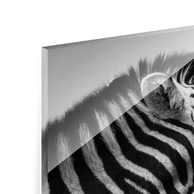 Bilder auf Glas Brüllendes Zebra II