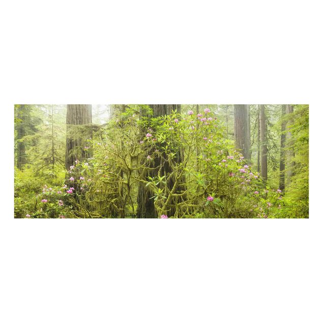 Wandbilder Natur Del Norte Coast Redwoods State Park Kalifornien