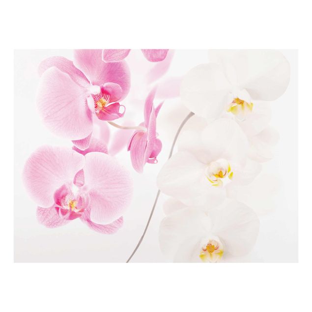 Glasbilder Blumen Delicate Orchids