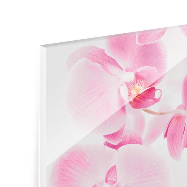Bilder Delicate Orchids