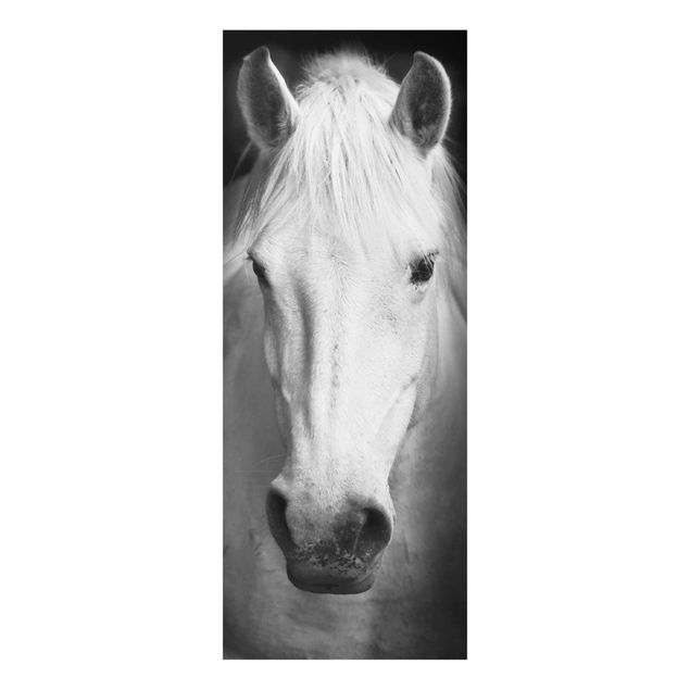 Wandbilder Schwarz-Weiß Dream of a Horse