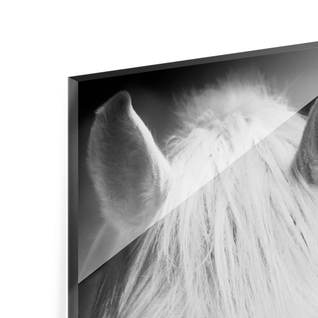 Glasbild - Dream of a Horse - Panorama Hoch