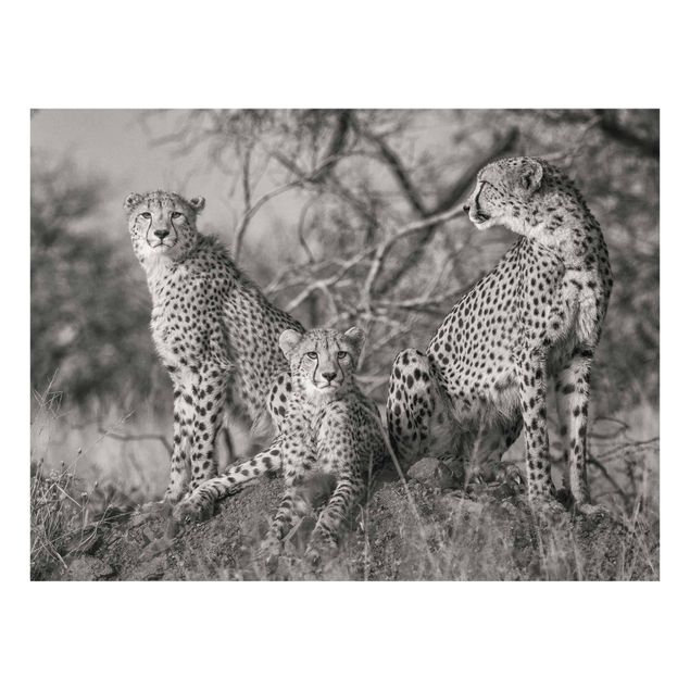 Wandbilder Schwarz-Weiß Drei Geparden