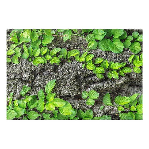 Wandbilder Floral Efeuranken Baumrinde