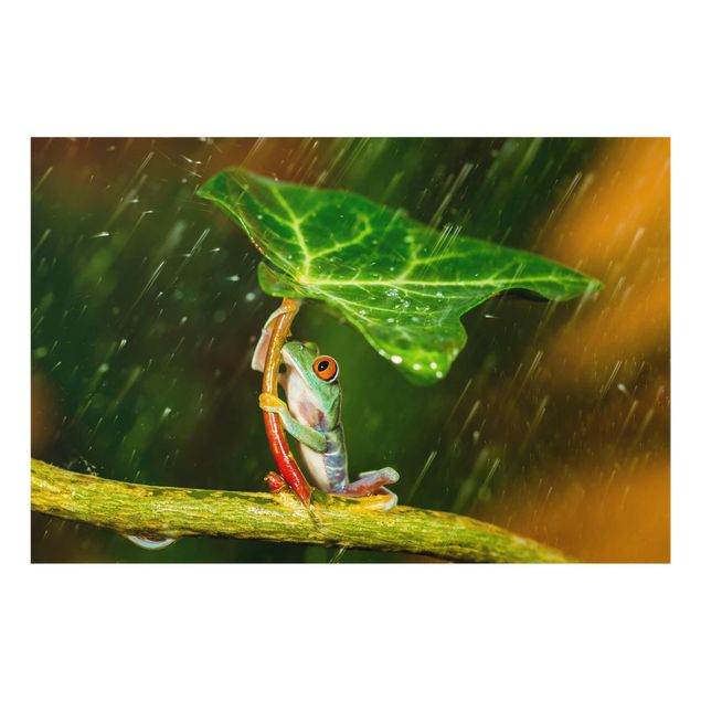 Wandbilder Grün Ein Frosch im Regen