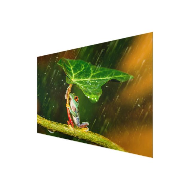 Wandbilder Ein Frosch im Regen
