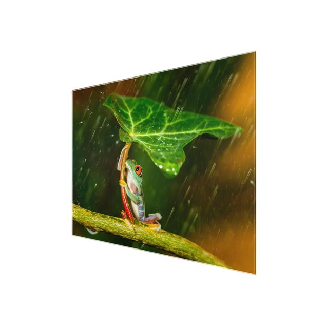 Wandbilder Ein Frosch im Regen