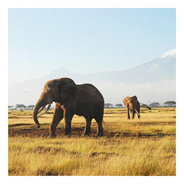 Glasbilder Tiere Elefanten vor dem Kilimanjaro in Kenya