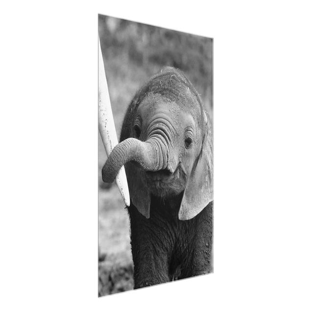 Glasbilder Tiere Elefantenbaby