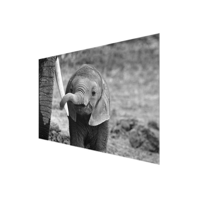 Wandbilder Schwarz-Weiß Elefantenbaby