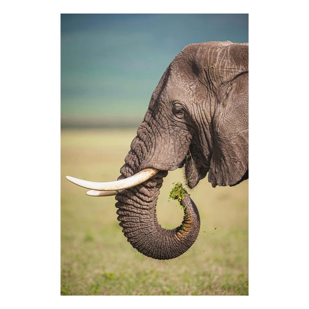 Wandbilder Modern Elefantenfütterung Afrika