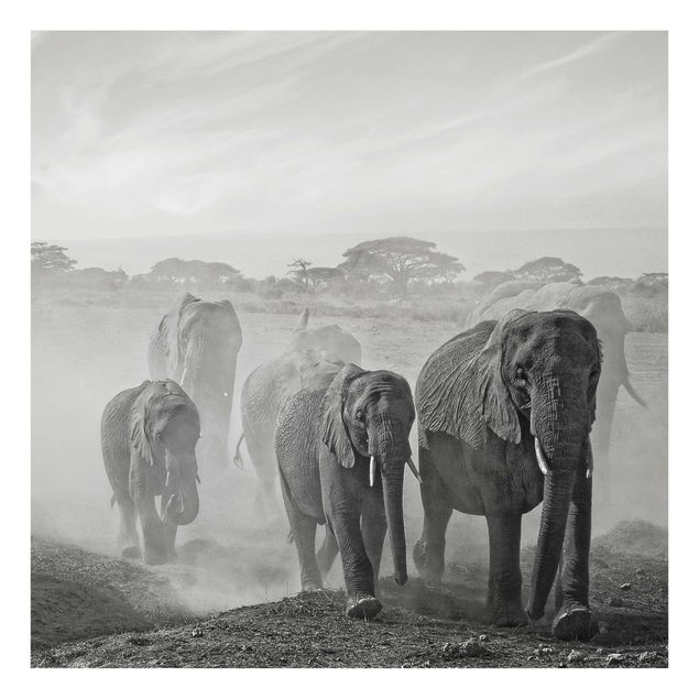 Glasbilder Natur Elefantenherde