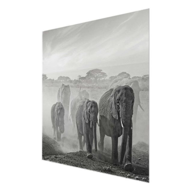Glasbilder Tiere Elefantenherde