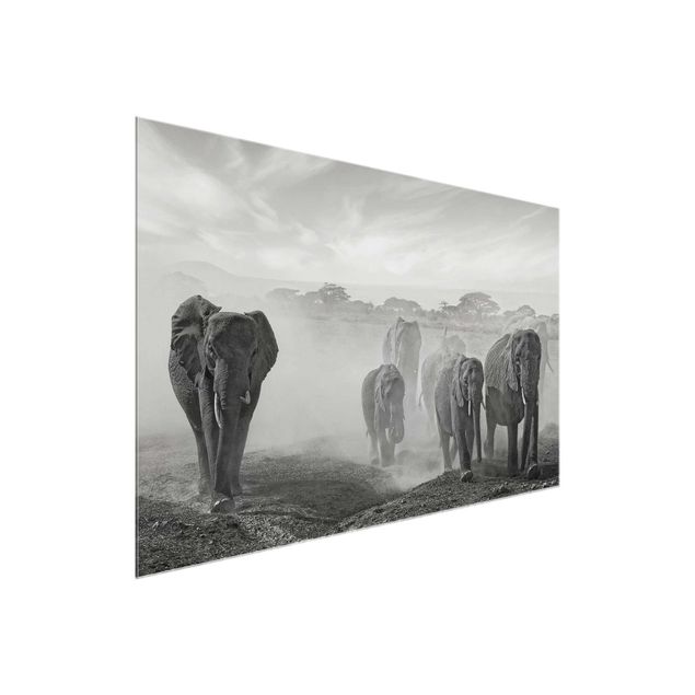 Glasbild schwarz-weiß Elefantenherde