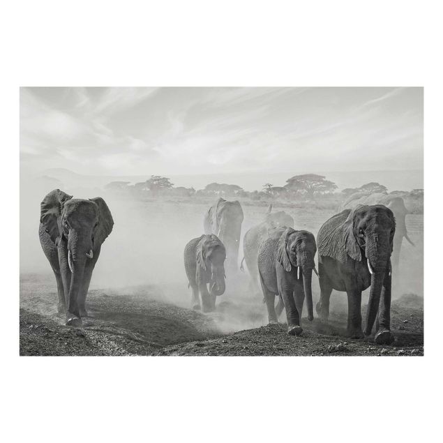 Glasbilder Natur Elefantenherde