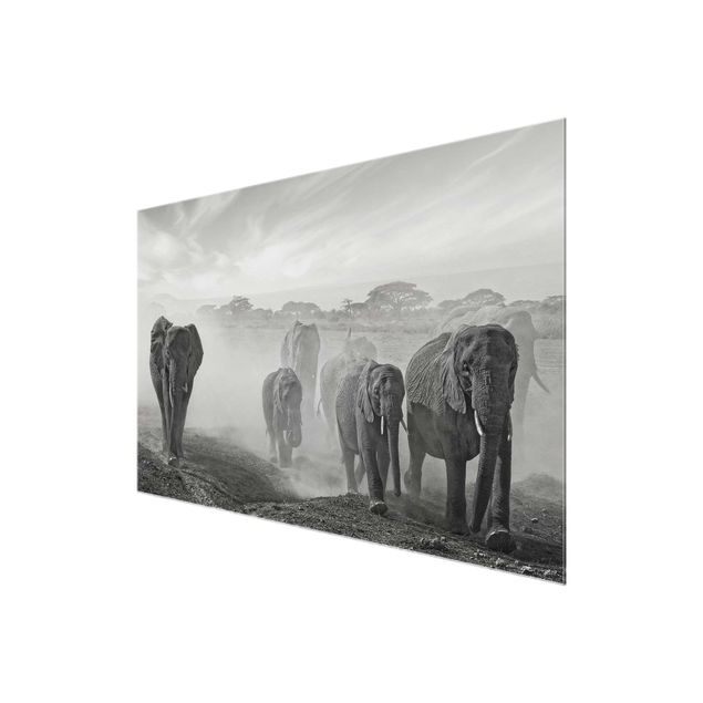 Glasbilder Tiere Elefantenherde