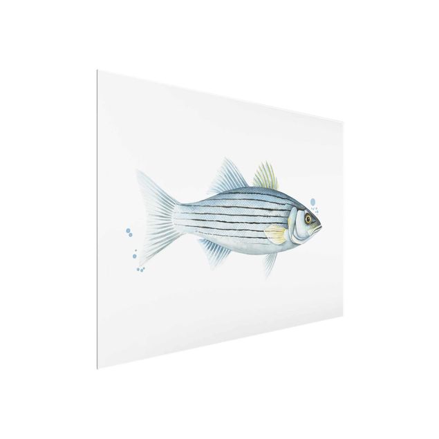 Wandbilder Tiere Farbfang - Weißbarsch