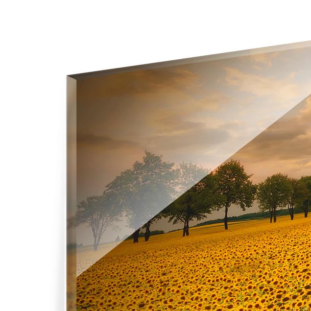 Wandbilder Gelb Feld mit Sonnenblumen