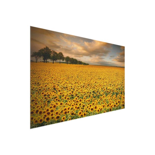 Glasbilder Blumen Feld mit Sonnenblumen