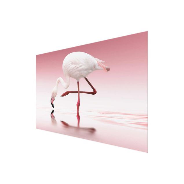 schöne Bilder Flamingo Dance