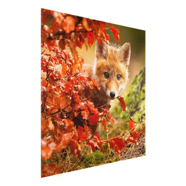 Glasbilder Landschaften Fuchs im Herbst