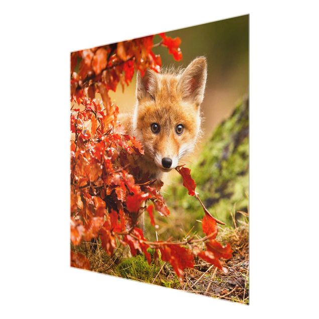 Wandbilder Natur Fuchs im Herbst