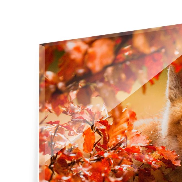 Wandbilder Orange Fuchs im Herbst