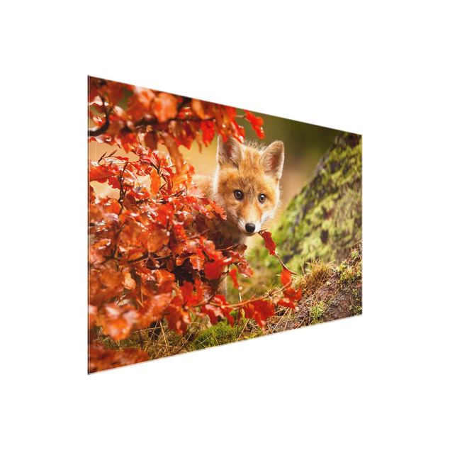 Glasbilder Natur Fuchs im Herbst