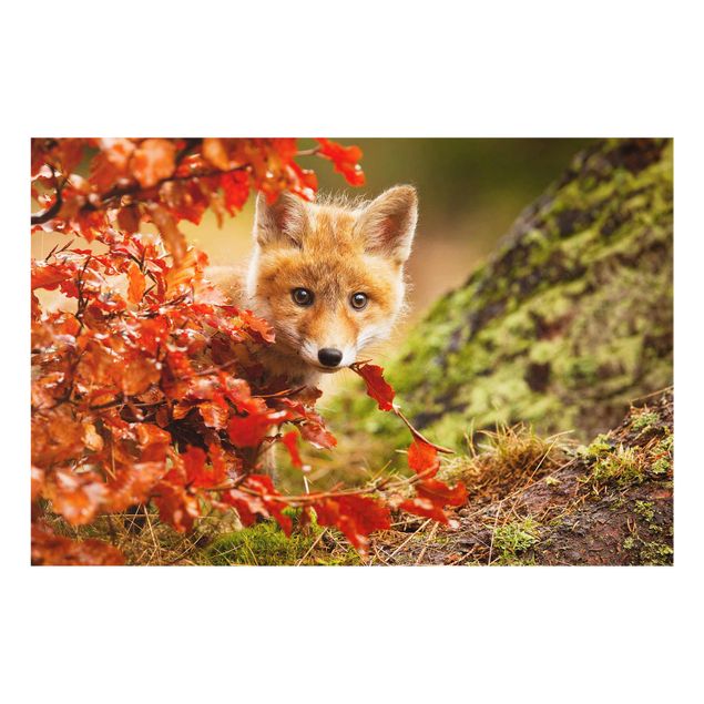Glasbilder Tiere Fuchs im Herbst
