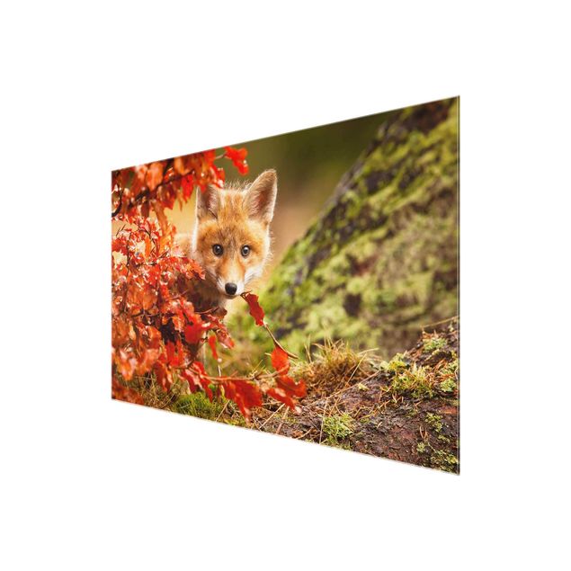 Wandbilder Natur Fuchs im Herbst
