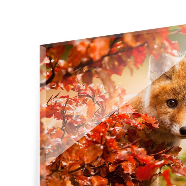 Wandbilder Orange Fuchs im Herbst
