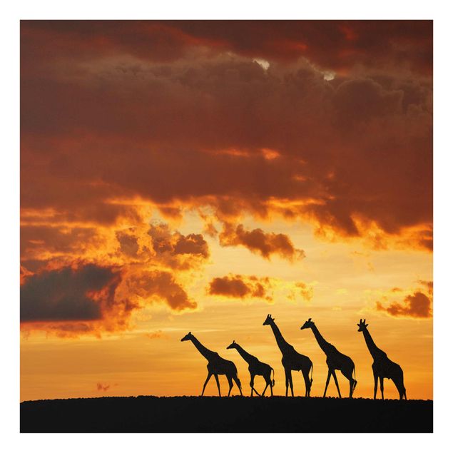 Glasbilder Tiere Fünf Giraffen