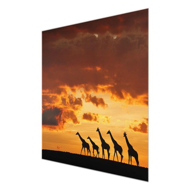 Wandbilder Natur Fünf Giraffen