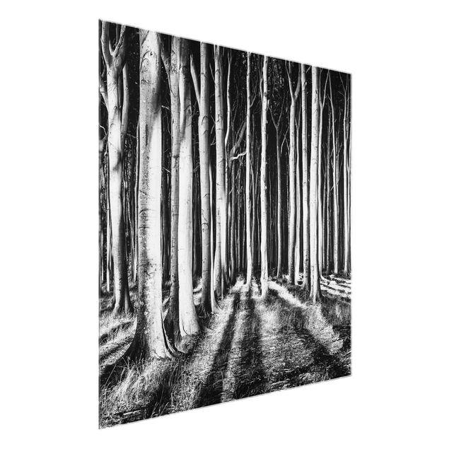 Glasbild schwarz-weiß Geisterwald