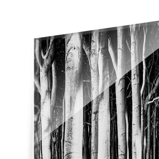 Wandbilder Schwarz-Weiß Geisterwald