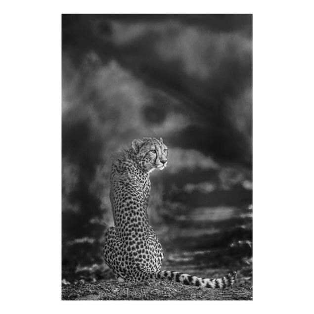 Wandbilder Schwarz-Weiß Gepard in der Wildness