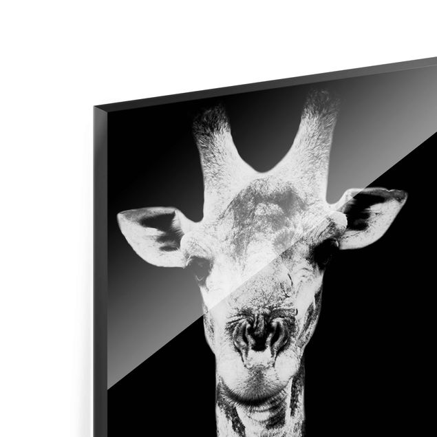 Glas Wandbilder Giraffen Duo schwarz-weiss