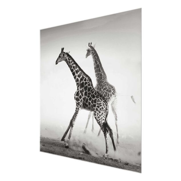 Wandbilder Schwarz-Weiß Giraffenjagd