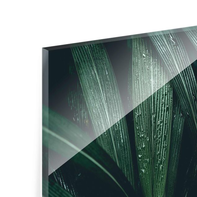 Glasbilder Grüne Palmenblätter