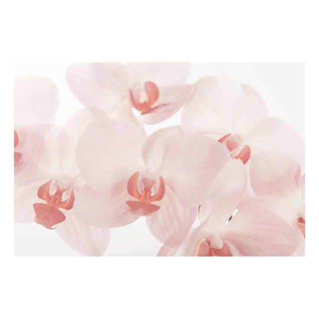 Wandbilder Floral Helle Orchidee - Svelte Orchids